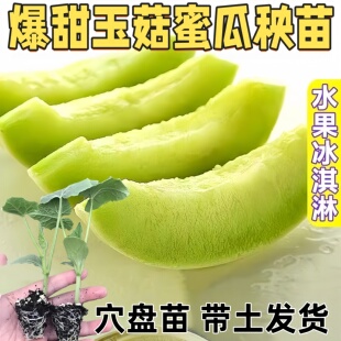 海南玉菇甜瓜苗秧苗正宗冰淇淋蜜瓜香瓜羊角密瓜带土蔬菜四季种植