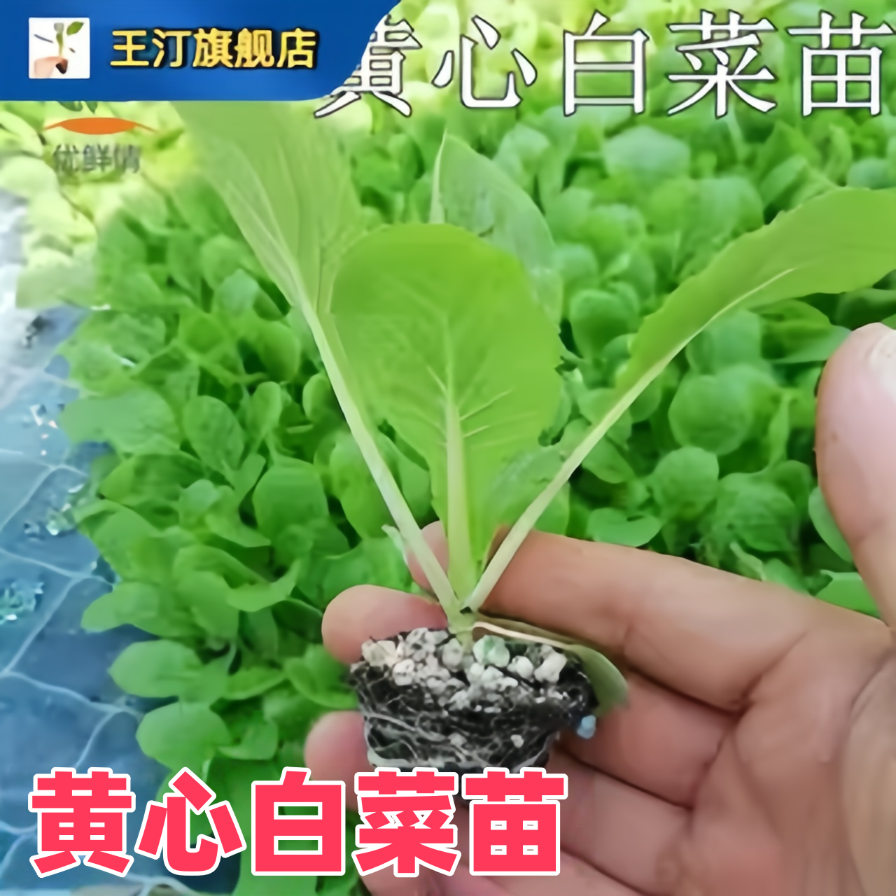 黄心白菜苗蔬菜苗秧苗大白菜娃娃黄苗白包苗菜菜空心菜抗苗病耐寒