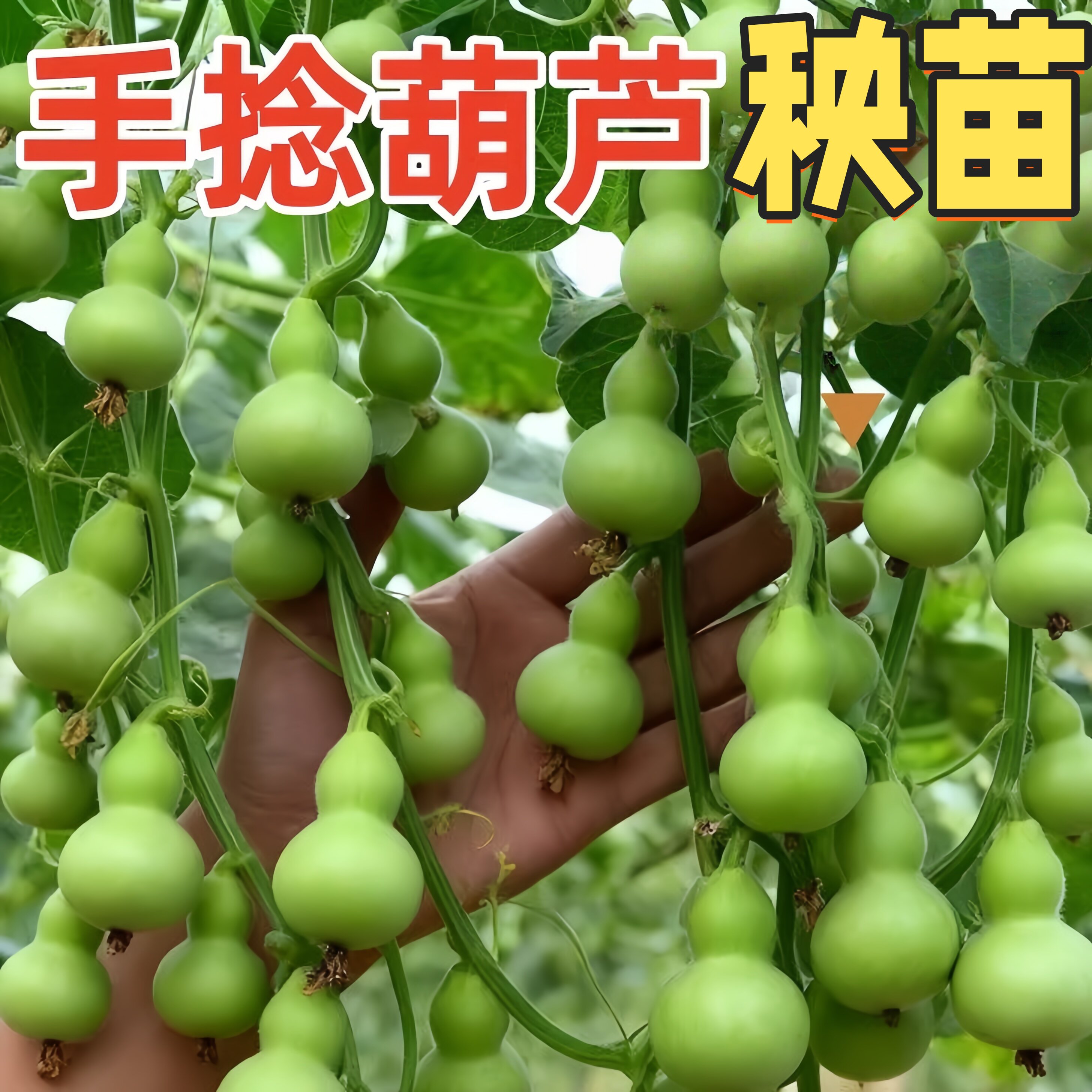 手捻葫芦小葫芦苗墨绿葫芦秧苗观赏迷你金寸微型文玩葫芦四季种子