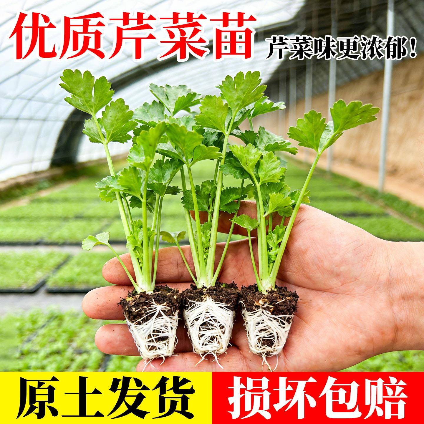 芹菜苗四季小香芹蔬菜苗西芹苗芹菜秧苗芹菜根苗盆栽阳台种植包邮
