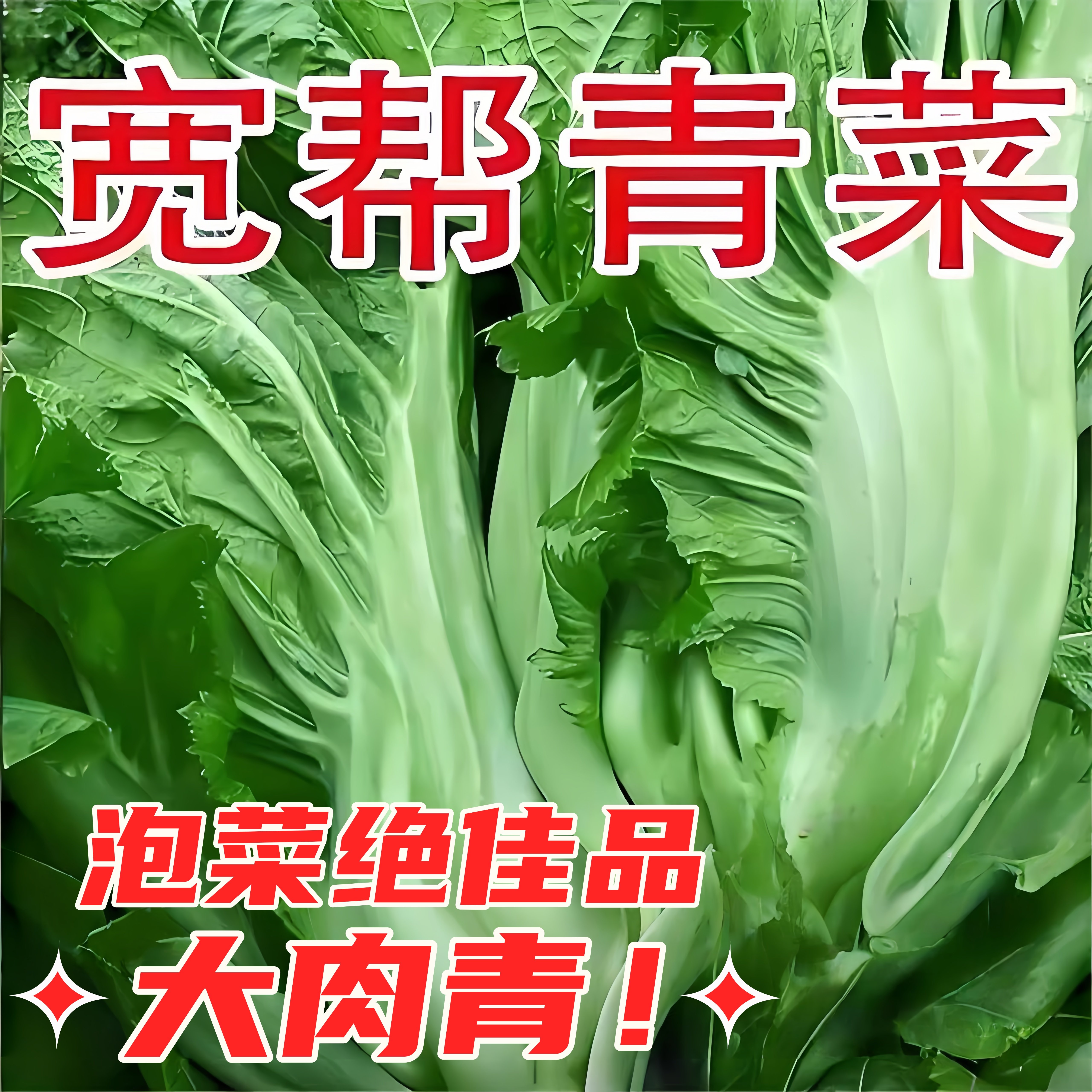 四川宽帮青菜苗秧苗高产花边大叶厚肉泡菜苗子四季芥菜蔬菜种子苗,鲜花速递/花卉仿真/绿植园艺,种苗/半成品盆栽,淘宝优惠券,粉丝福利购,淘宝优惠卷
