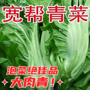 四川宽帮青菜苗秧苗高产花边大叶厚肉泡菜苗子四季芥菜蔬菜种子苗