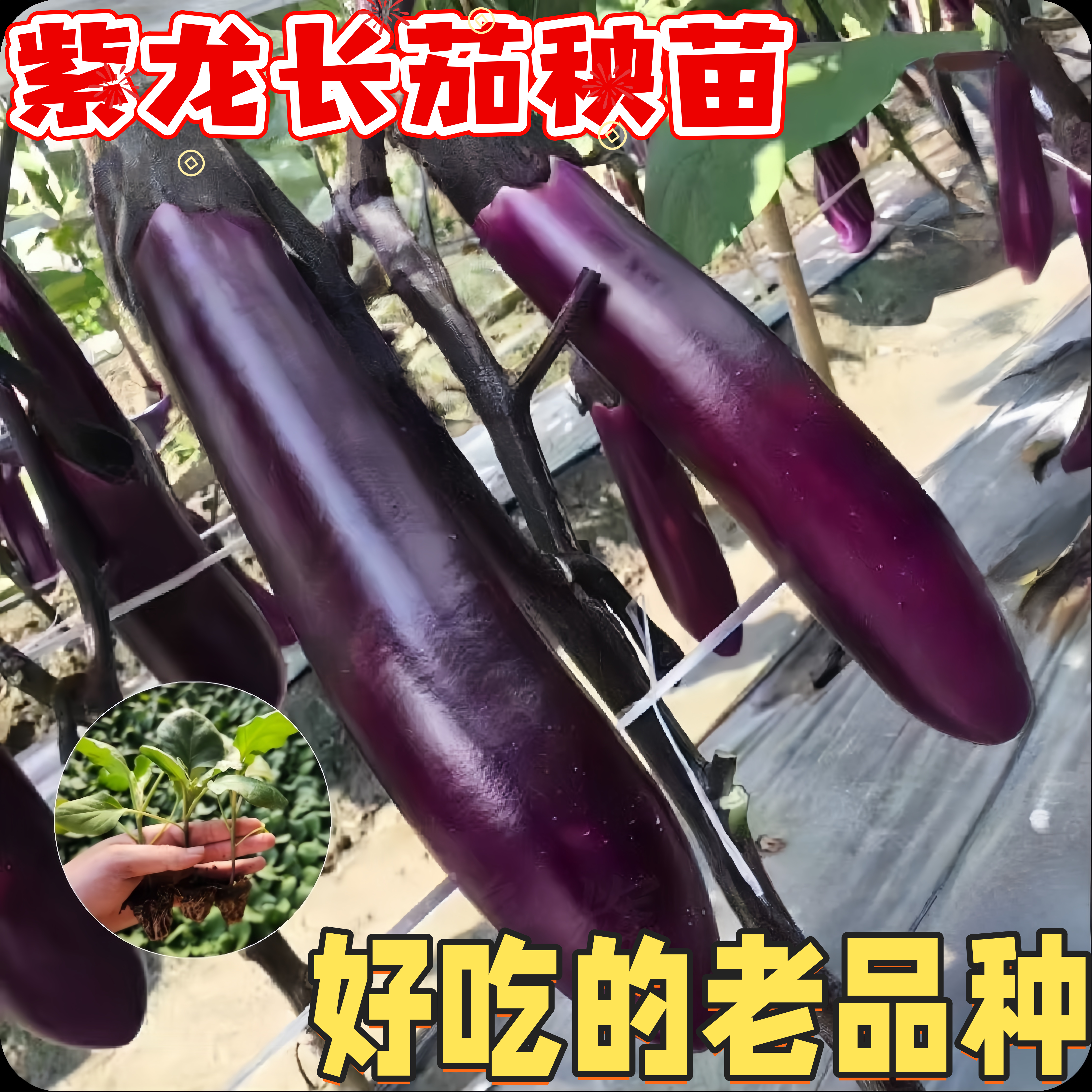 紫龙长茄苗紫把长茄子秧苗高产抗病紫黑茄子四季种植蔬菜苗老品种