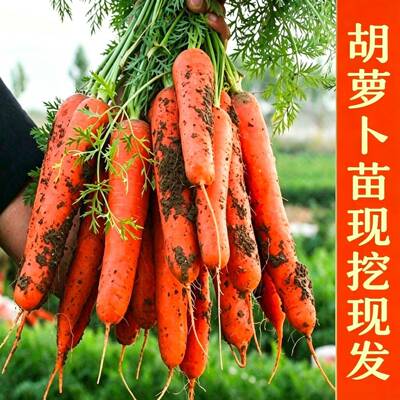 红胡萝卜秧苗带土红黄萝卜苗子芽苗菜苗脆甜萝卜苗吃萝卜幼苗包邮