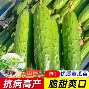 老品种旱黄瓜苗唐山老秋秧苗蔬菜籽种四季高产水果小黄瓜阳台盆栽