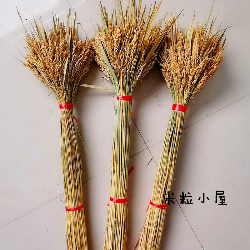 天然干花真水稻穗家居摆设艺术干花会展拍摄道具稻穗麦穗干花