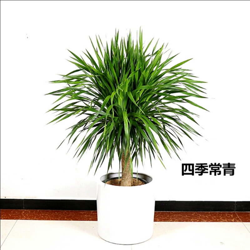 龙须树龙须铁龙须兰龙血树室内客厅大型盆栽绿植花卉