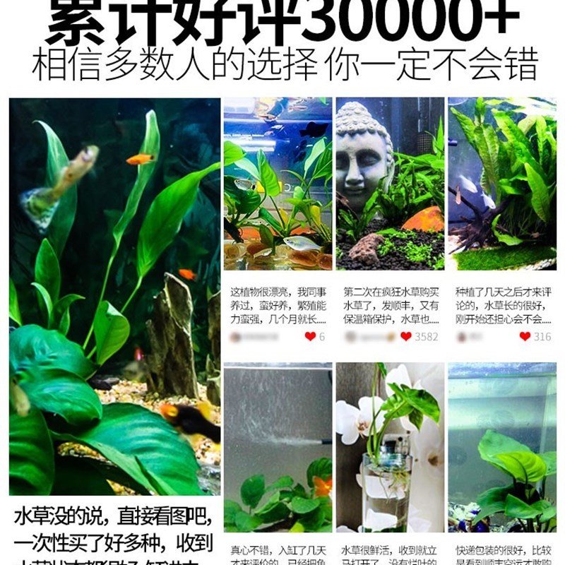 疯狂水草鱼缸水草植物造景水草全套真草古法养鱼鱼缸绿植阴性水草