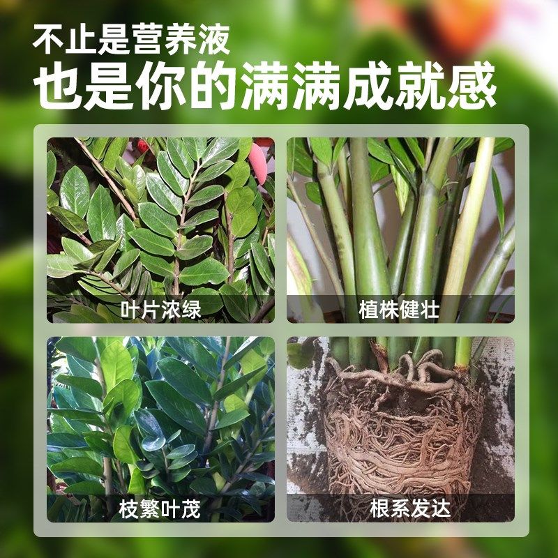金钱树专用营养液绿叶生根补充氮磷钾植株健壮温和不烧苗深入土壤,鲜花速递/花卉仿真/绿植园艺,家庭园艺肥料,淘宝优惠券,粉丝福利购,淘宝优惠卷