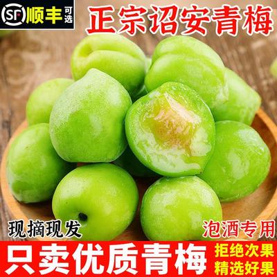 新货2025福建诏安青梅鲜果