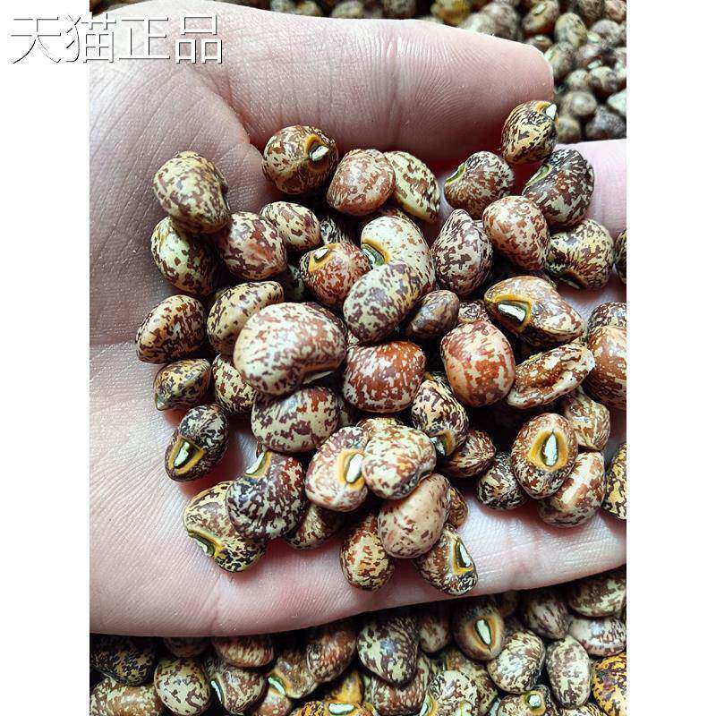 新货麻豇豆500克包邮农家自种江豆花豇豆麻豆子熬粥煮饭五谷杂粮