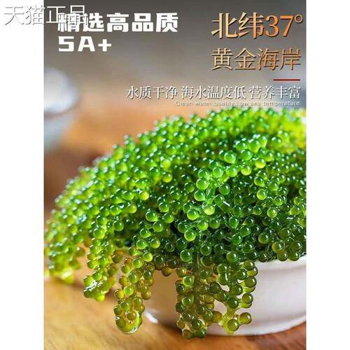 儿童海葡萄即食小孩吃的健康零食新鲜商用凉拌菜干货海带海草海藻