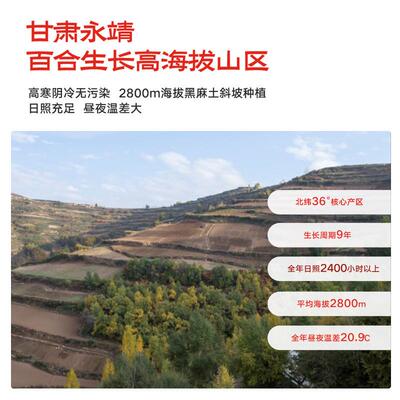 正宗兰州百合新鲜百合500g