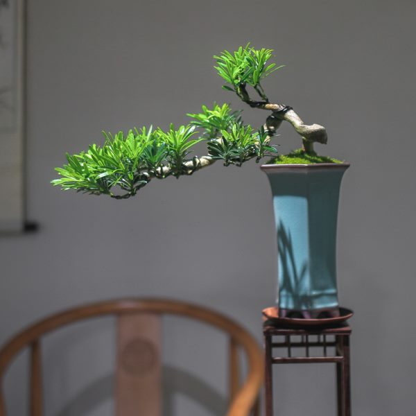 桌面旺宅绿植罗汉松盆景老桩造植物室内摆件客厅真型悬崖阳台盆景