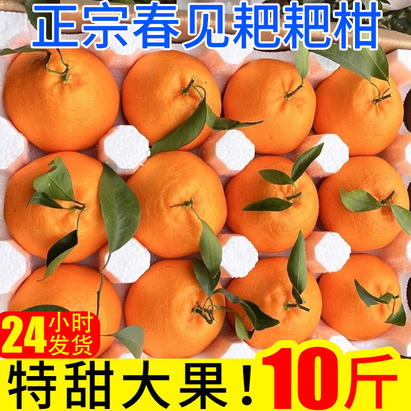 春见耙耙柑10斤大果橘子新鲜蜜橘桔子当季时令应季水果整箱柑橘,水产肉类/新鲜蔬果/熟食,桔子,淘宝优惠券,粉丝福利购,淘宝优惠卷
