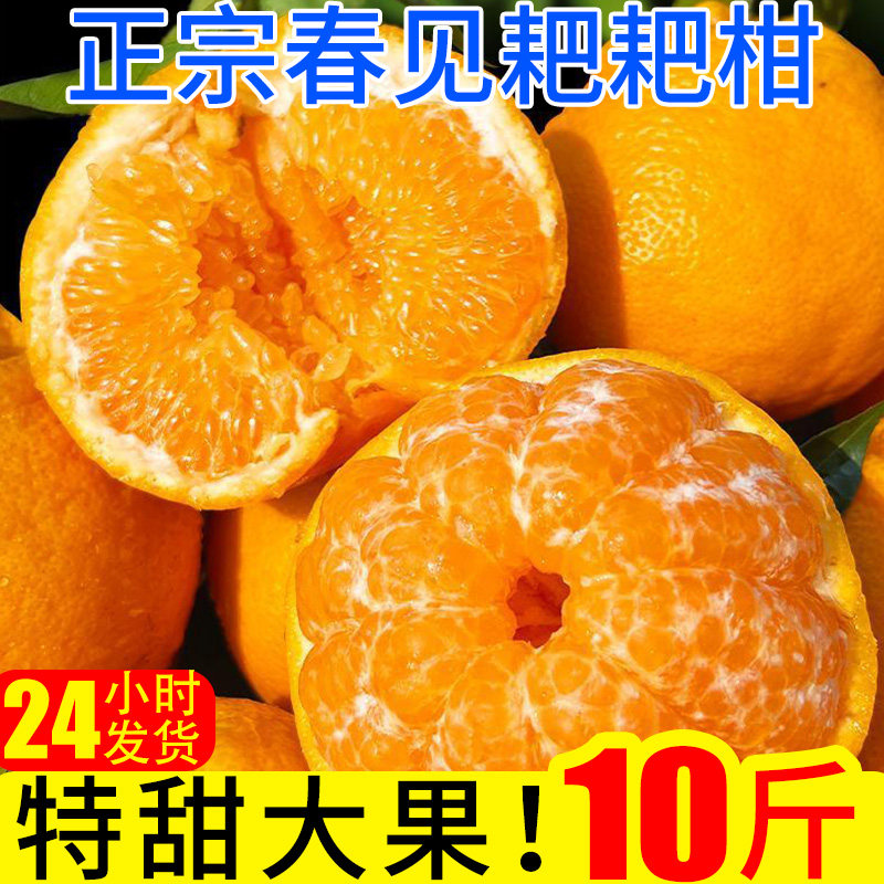春见耙耙柑新鲜橘子10斤蜜橘现摘桔子应季时令当季水果整箱柑橘,水产肉类/新鲜蔬果/熟食,桔子,淘宝优惠券,粉丝福利购,淘宝优惠卷