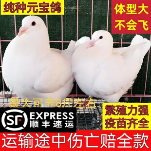 大体招财元宝鸽纯种一对观赏鸽包下蛋包邮活物正宗元环种鸽幼鸽