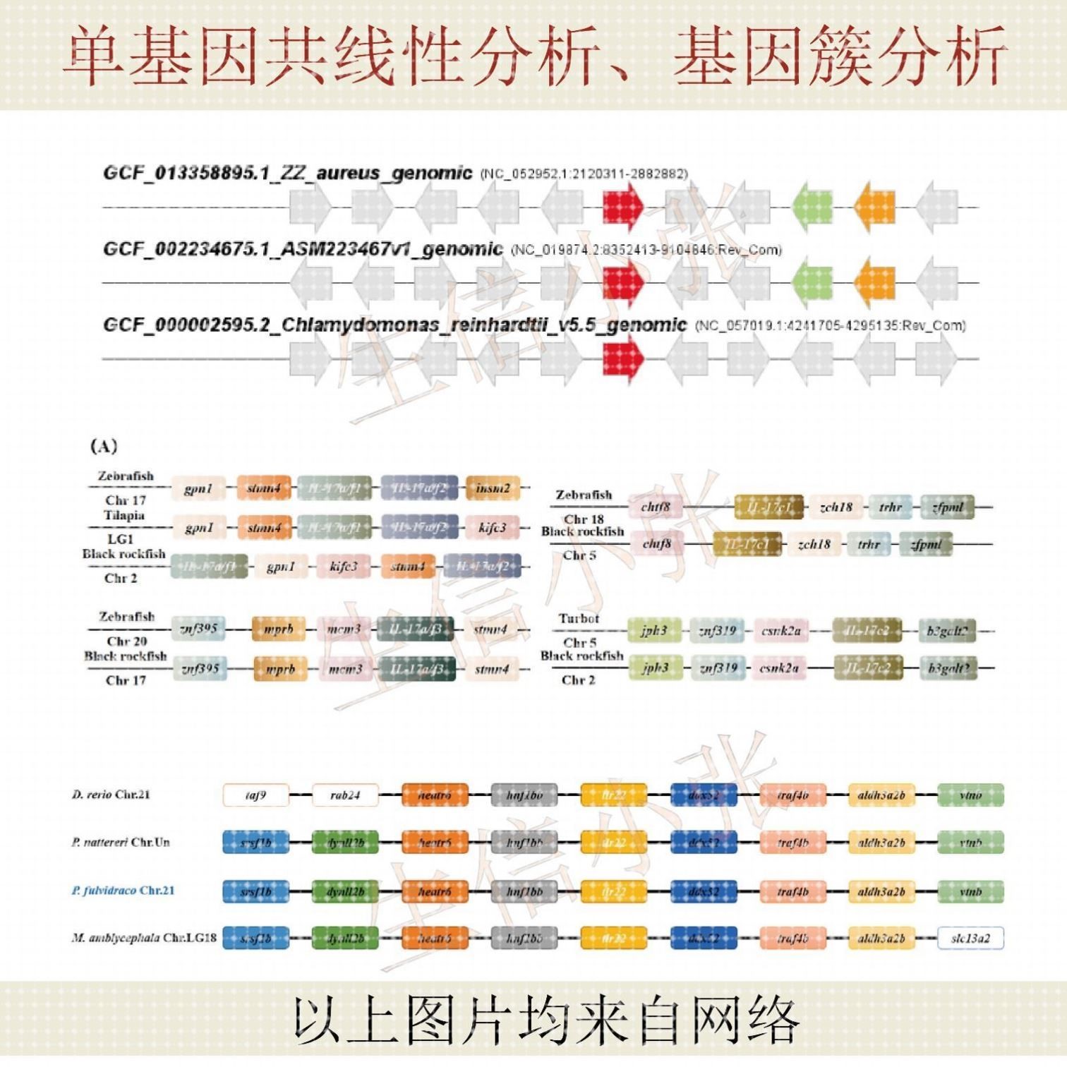 单基因共线性分析、基因簇分析