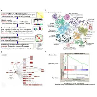 转录因子DNA结合位点预测分子对接可视化