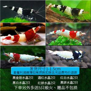 观赏虾水族淡h水鲜活小虾鱼缸除藻虾螺蟹清洁虾工具虾除藻