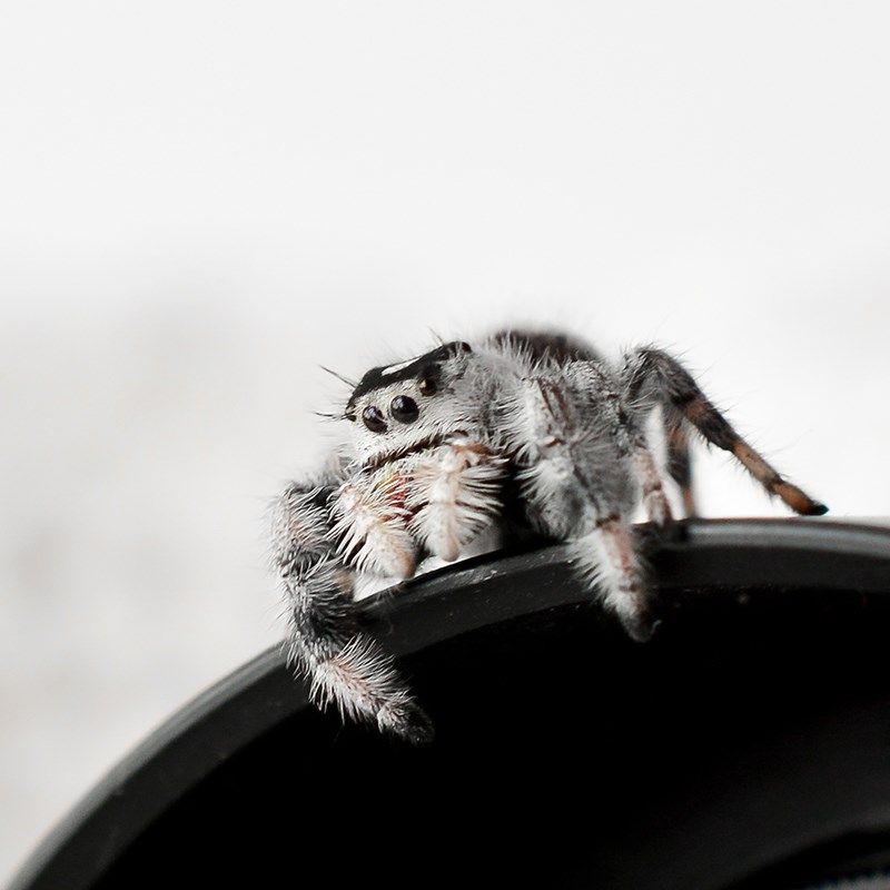 跳蛛宠物佛罗里达跳蛛小蜘蛛灰佛跳蛛橙佛跳蛛卢卡斯异宠蜘蛛爬宠