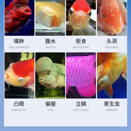 万能大白片鱼药罗汉鹦鹉鱼肠炎内外寄生虫头洞宝龙鱼药腹水凸眼