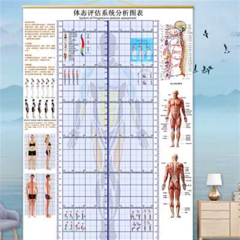 体态评估表挂式贴式体测健身房瑜伽馆私教身高臂展网格身体对比图