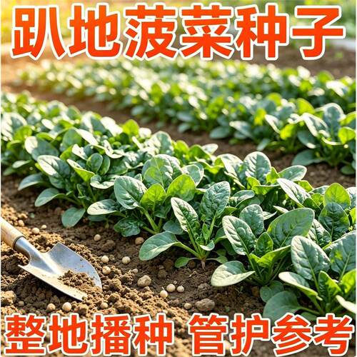 趴地菠菜种子黑园叶籽可