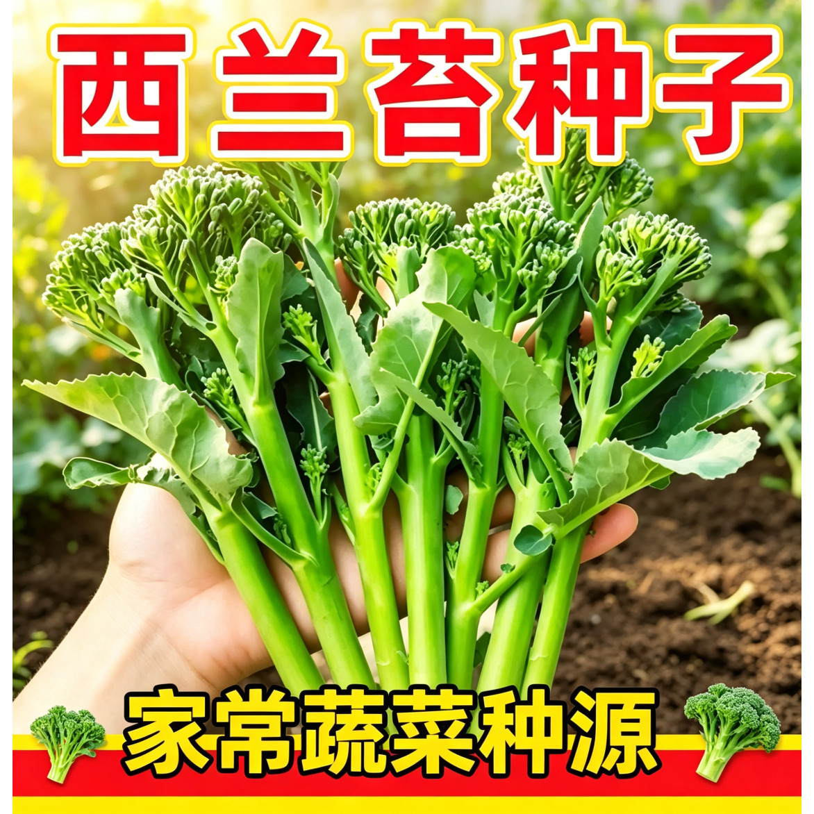 正品新种西兰苔种子绿有