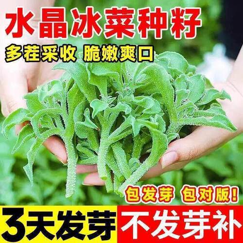 冰菜种子新鲜冰晶菜南方