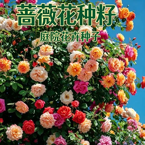 爬满整面墙驱蚊正品耐热抗寒耐高温庭院四季常开阳台