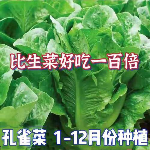 孔雀菜种子罗马生菜种孑四季种植耐寒阳台盆栽蔬菜四季沙拉菜种籽