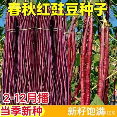 高产耐热耐寒春秋红长豇