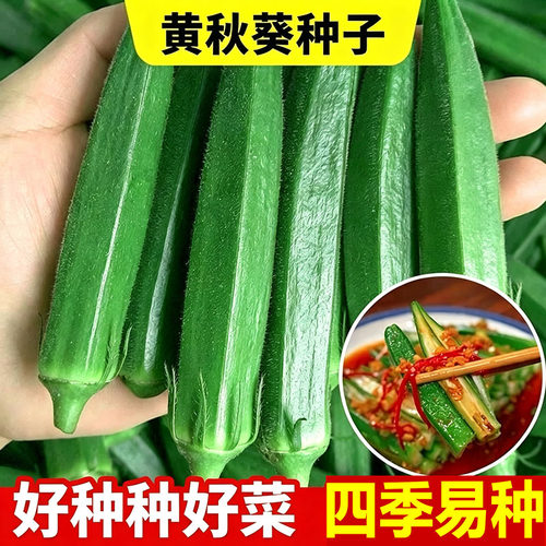 正宗秋葵种子水果黄秋葵高产红秋葵农家小院阳台四季盆栽蔬菜种子