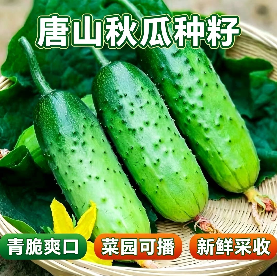 唐山秋瓜种老式青瓜绿心黄瓜生吃脆甜老黄瓜新鲜种子图片