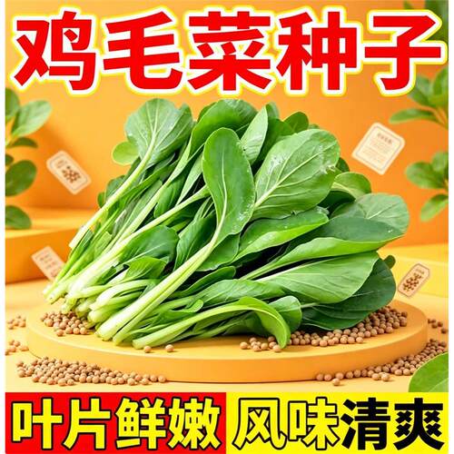 鸡毛菜菜籽四季种子生长