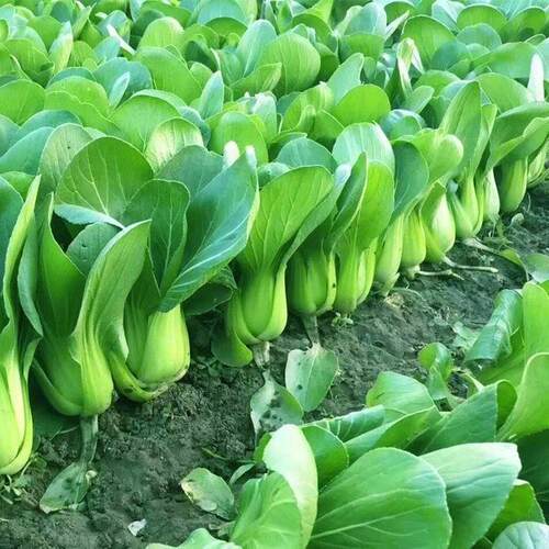 上海抗热605耐热上海青小油菜青梗菜夏季耐高温新鲜蔬菜