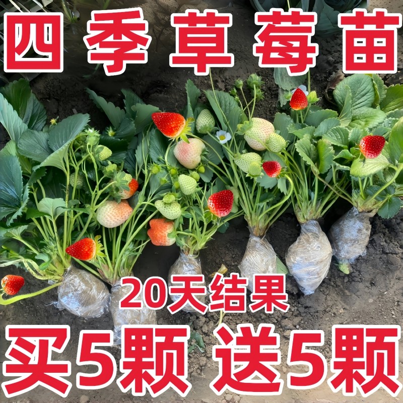 四季种苗包结果牛奶章姬奶油丹东99草莓苗盆栽红颜种植大棚栽幼苗