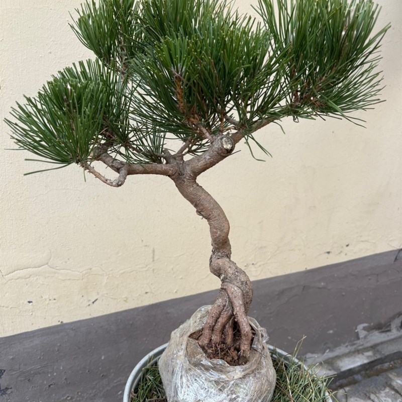 黑松盆景造型素材爆皮老桩多年盆栽庭院松树迎客松树桩一物一拍