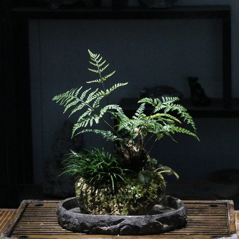 山野雅居狼尾蕨类菖蒲苔藓盆景吸水石成品喜阴易养室内绿植送托盘
