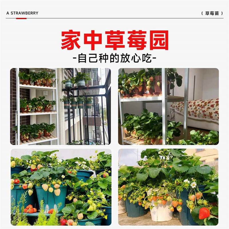 白奶油草莓苗秧盆栽秋冬季带果四季结果原土原盆特大号绿植植物苗