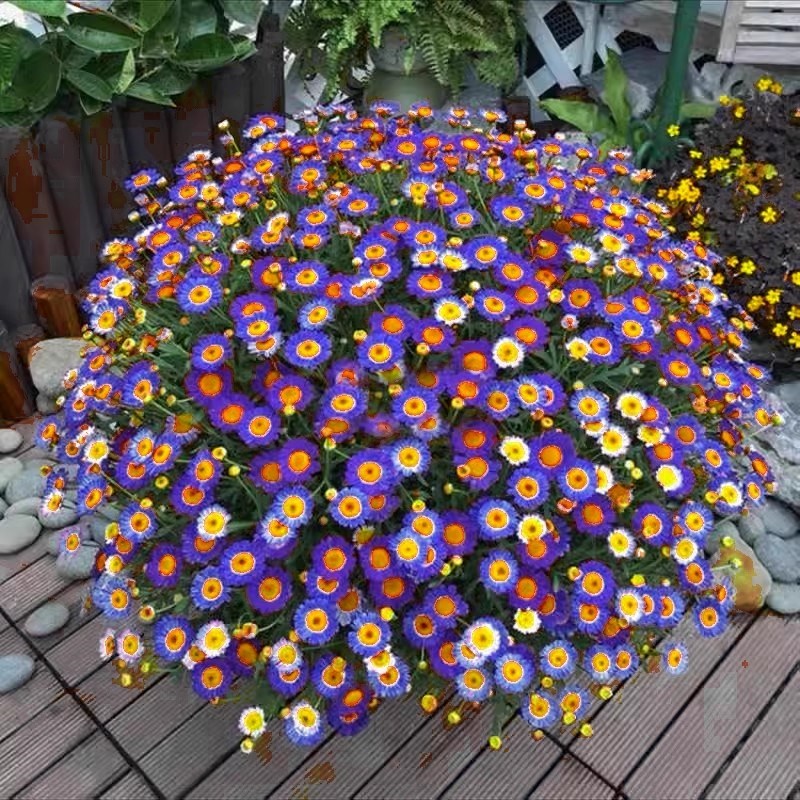 球菊玛格丽特菊盆栽带花苞花苗室内外耐寒庭院花卉多年生四季开花