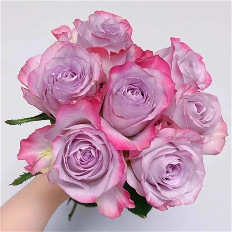 气场月季花苗开花玫瑰小苗四季盆栽花卉爬藤植物藤本蔷薇树苗绿植