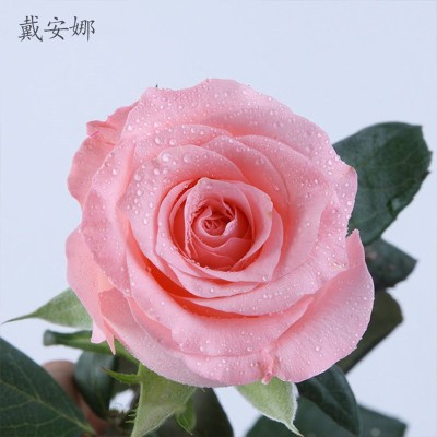 戴安娜月季花苗大花切花 欧月带花苞发货阳台绿植盆栽粉色玫瑰花