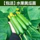 荷兰水果黄瓜种子苗夏季 盆栽秧秋青瓜小蔬菜种籽孑高产嫁接秧苗