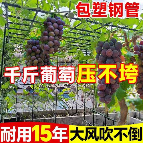 葡萄架子户外爬藤架子花支架包塑钢管丝瓜百香果庭院攀爬架支撑杆
