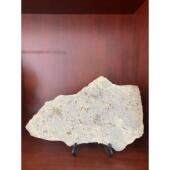 观赏石燕子石三叶虫化石古生物中式 工艺品桌面收藏品客厅摆件把玩