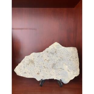 观赏石燕子石三叶虫化石古生物中式工艺品桌面收藏品客厅摆件把玩