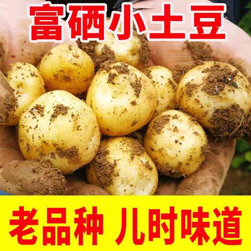 正宗恩施小土豆新鲜现挖黄心洋芋马铃薯农家自种蔬菜富硒小土豆
