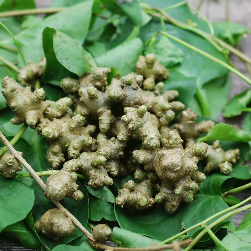 云南藤三七植物苗盆栽食用药用田七种苗根茎